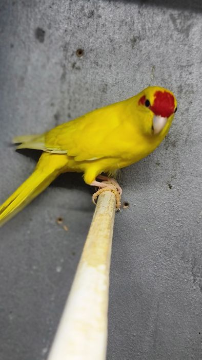 Vând perusi tineri și maturi,nimfe,rozela,cantatori,kakariki.