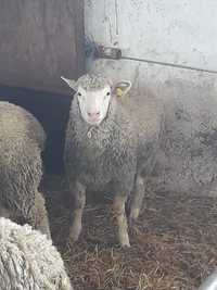 Vând 300 de oi Ile de France cu certificat de origine.
