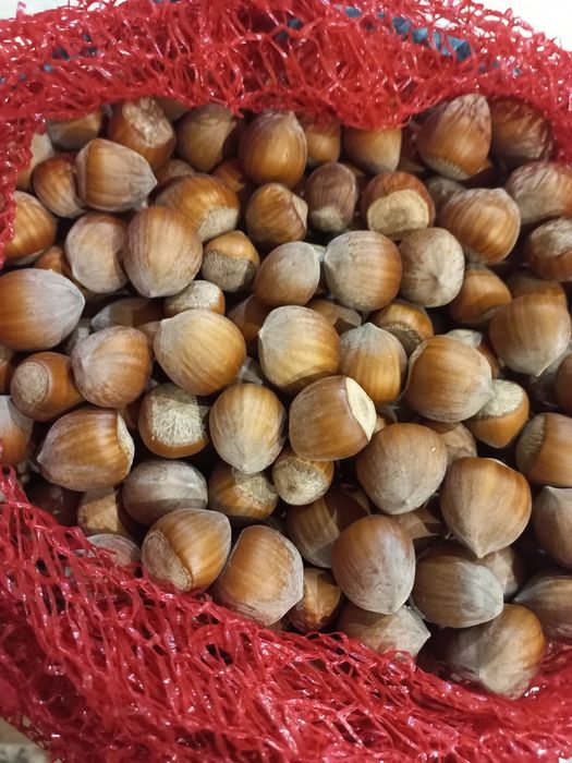 Alune soi Uriașe de Hale