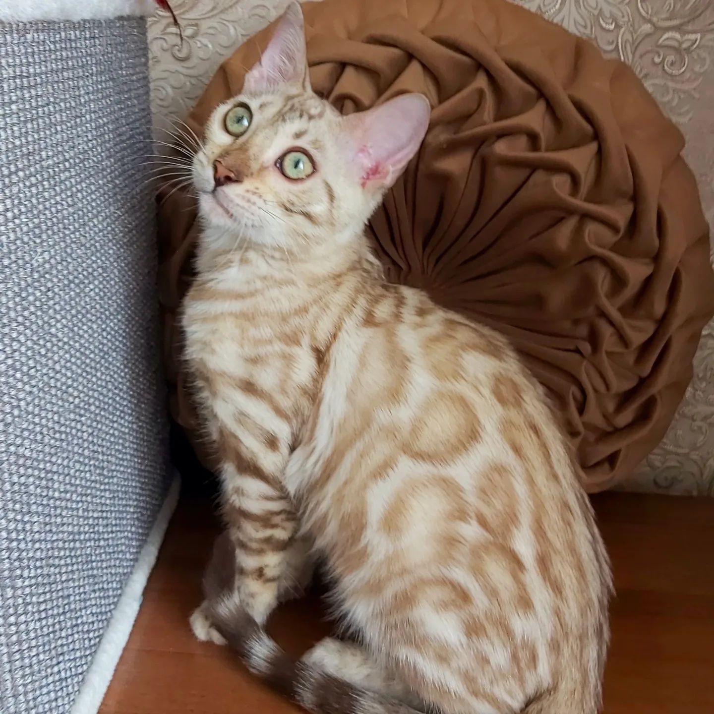 Snow Bengal Cats. Снежные бенгальские котята