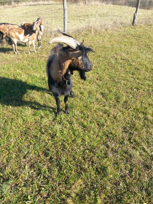 Vînd urgent  țap alpin  francez