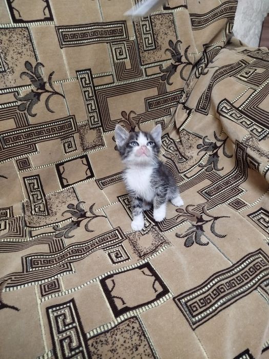 Отдам котенка в хорошие руки