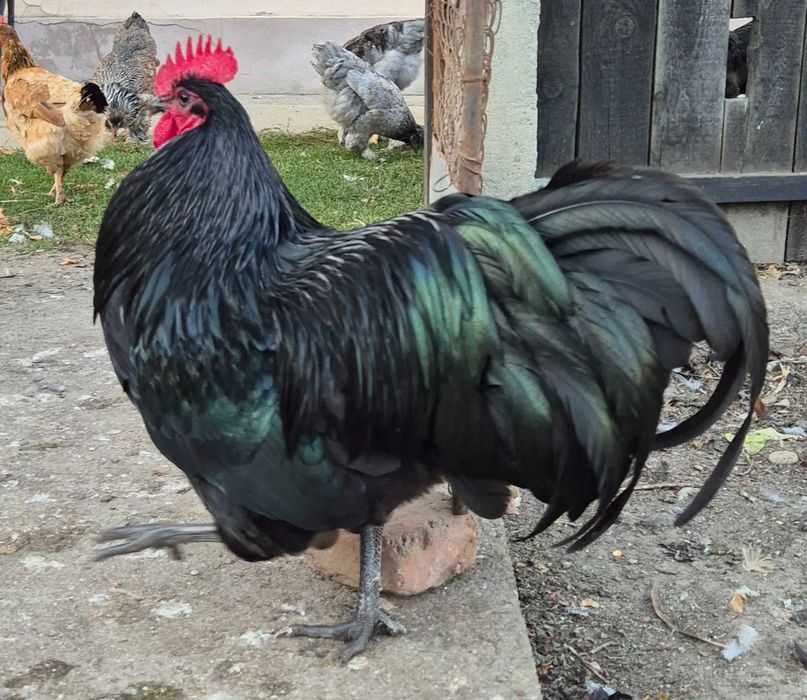 Vând cocoș rasa Australorp