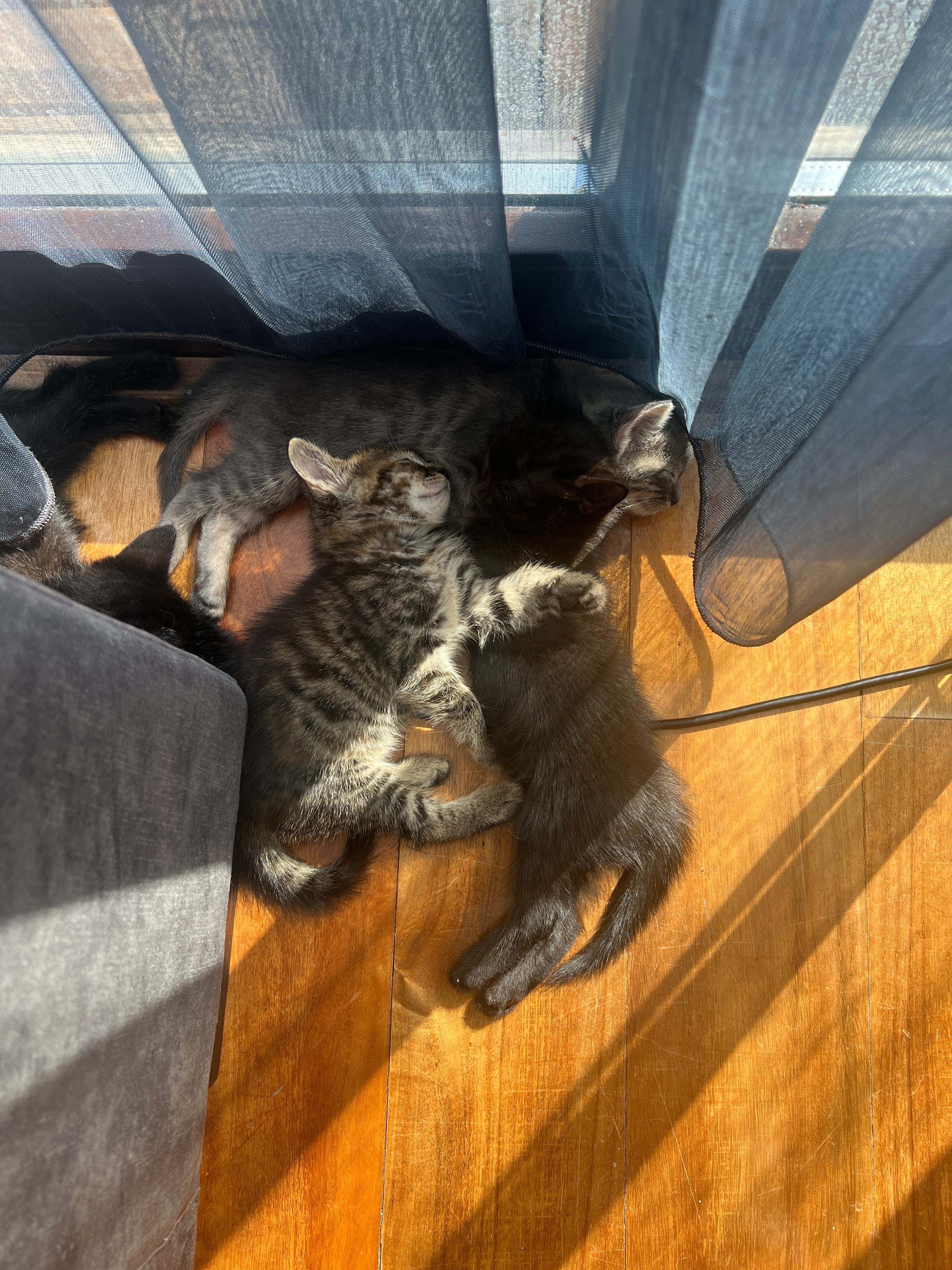 Подярявам малки котенца