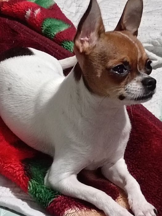 Продам щенка чихуахуа  мальчик