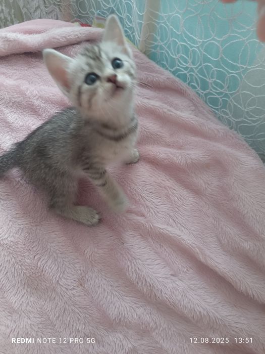 Котёнок девочка в хорошие руки