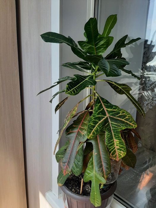 Комнатное растения Кодиум