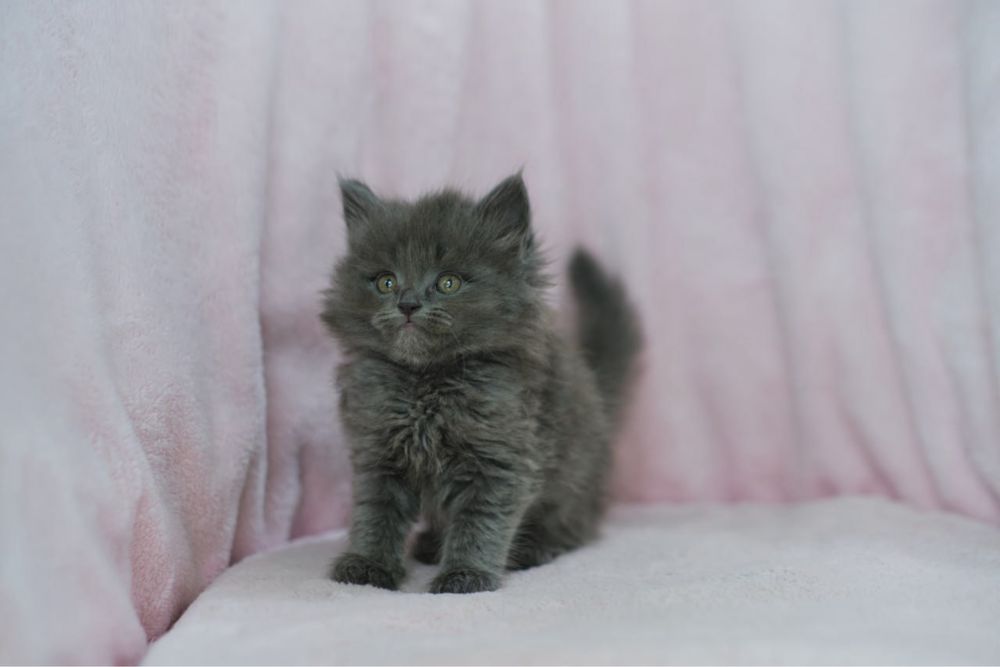 Котенок персидской породы