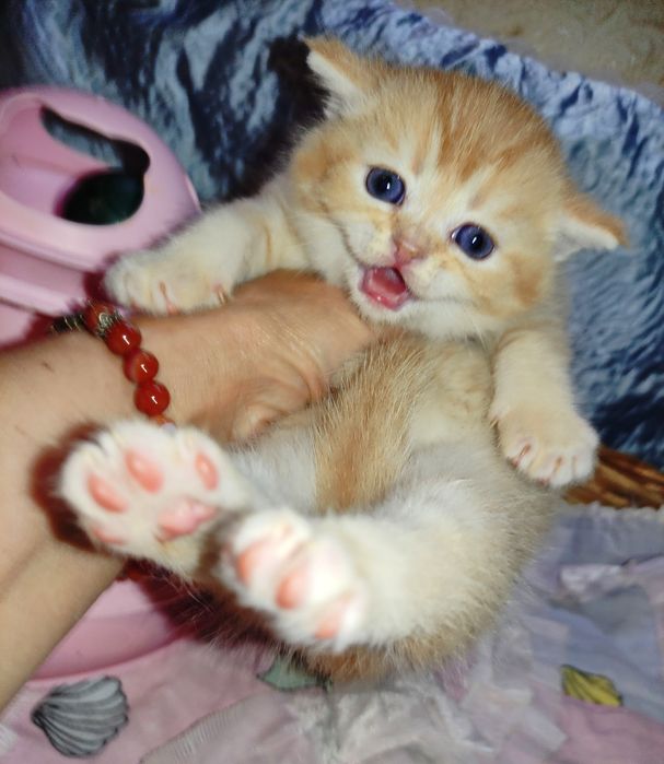 Продается шикарный котенок мальчик, золотая шиншилла.