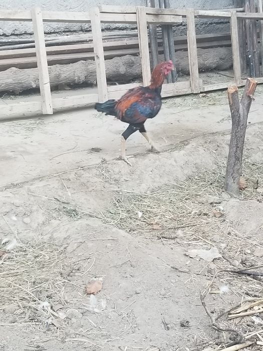 Srochni tovuklar xoroz dakan