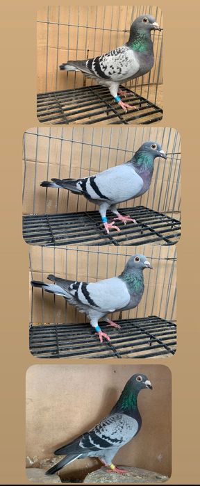 Porumbei voiajori colorati