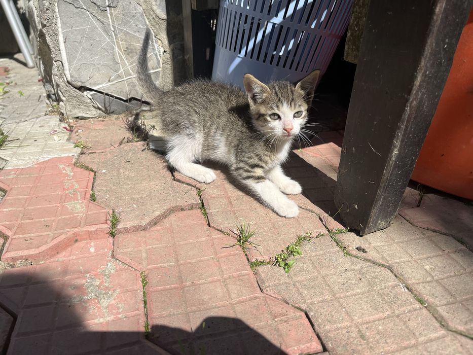 Pisicuțe gratuite pentru adopție responsabilă