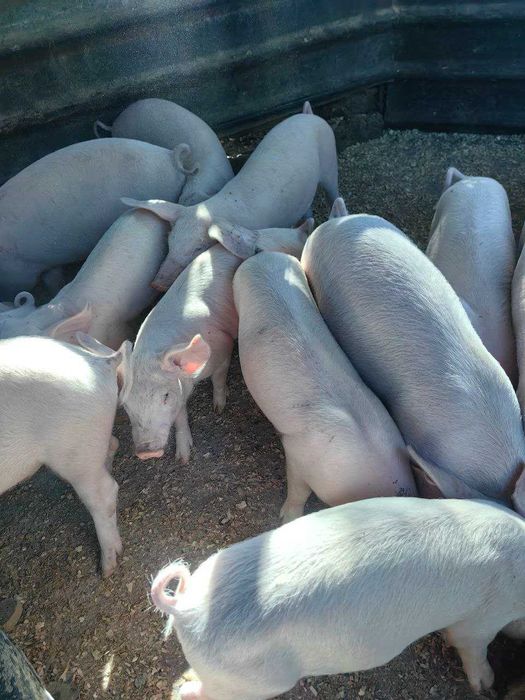 Продавам малки прасета за угояване или консумация – 15 до 50 кг