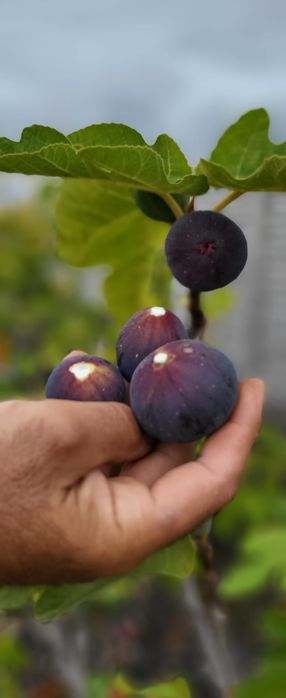 Smochin (Soiuri Diferite)