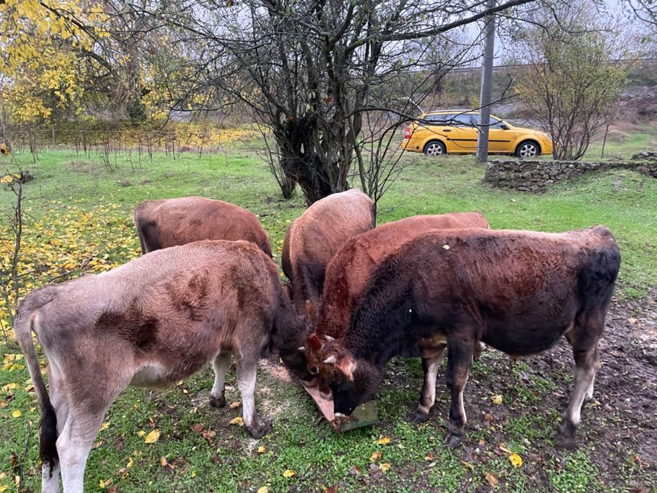 Продавам телета.