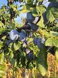 Vand prune, cantitate mare