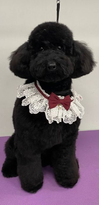 Карликовый пудель  ищет невесту