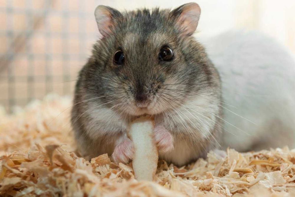 Хомяки джунгарики. Малыши