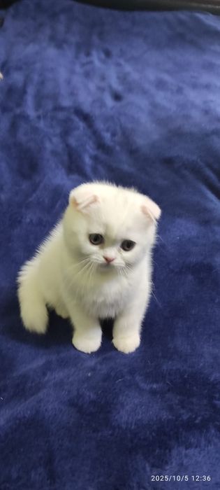 Scottish fold  albi femela și mascul.