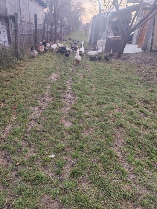 Vând găini și iepuri și rațe