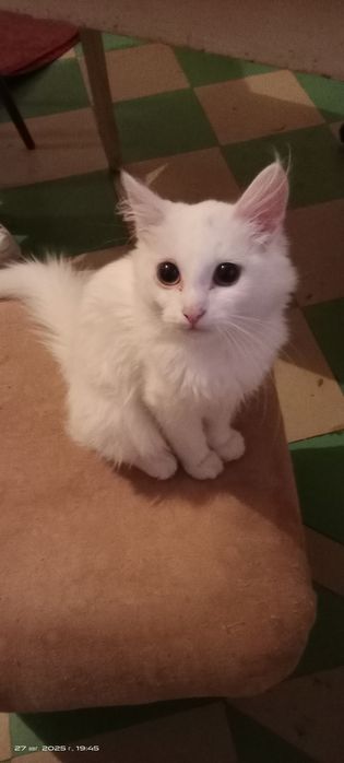 Отдам кошечку только в добрые руки