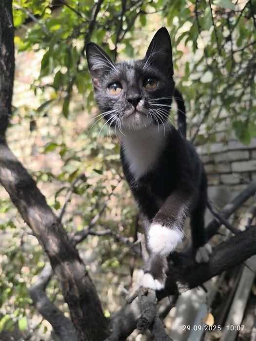Отдам даром котят