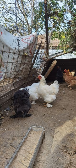 Familie de găini 7+1
