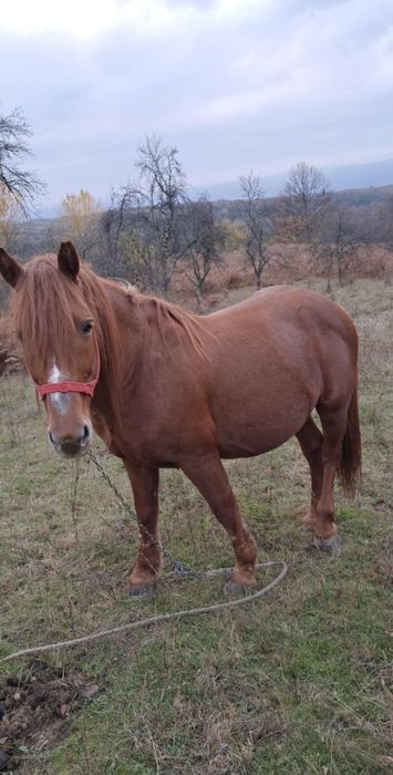 Vând Armăsar in varsta de 8 ani