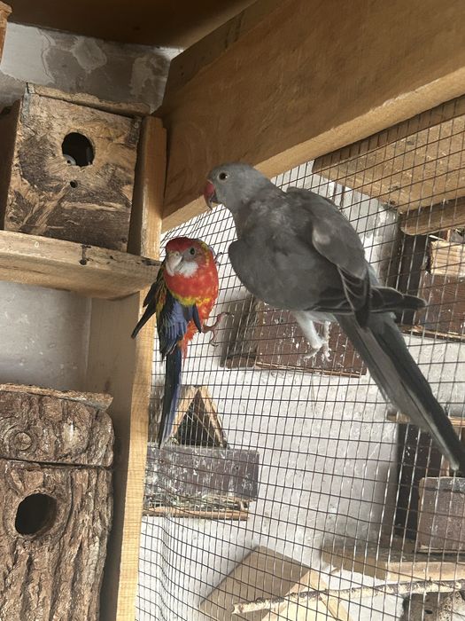 Papagali Micul Alexandru