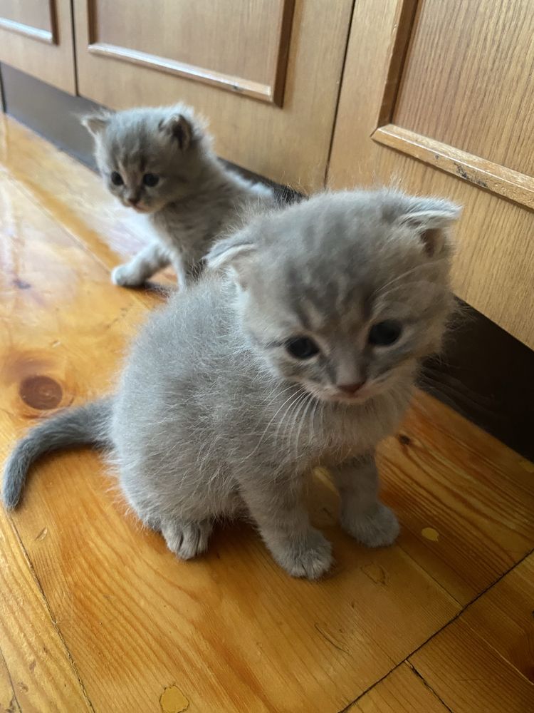 Кошка ребонки1 месяц