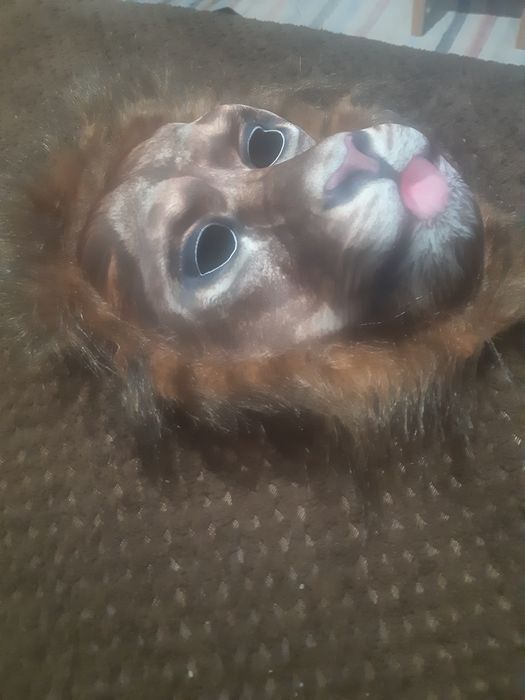 Vand masca cu trigru urgent