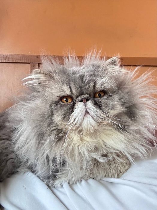 Вязка персидский кот