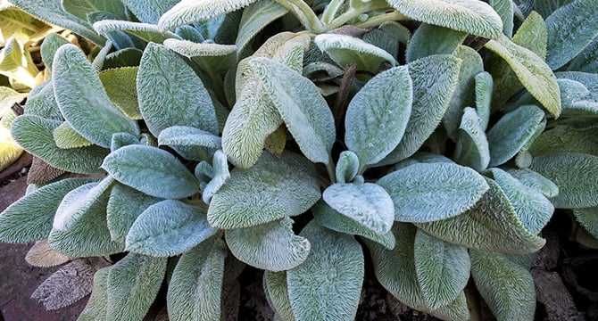 Заешко Ухо ,лечебно растение