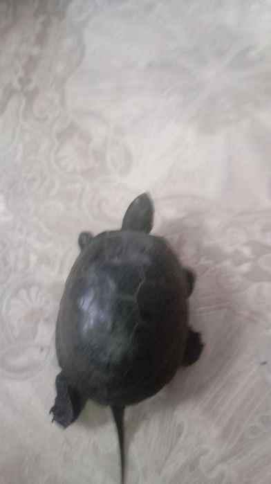 Продам черепаху по выгаднай цене