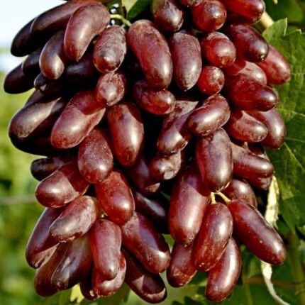 Джокер  черенки винограда