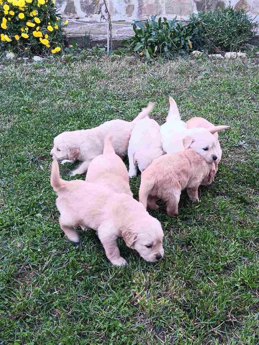 Голдън Ретривър..