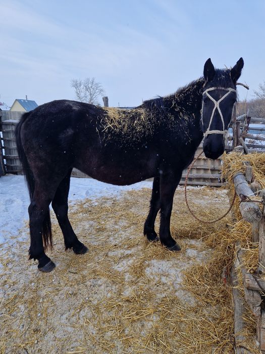 Кобылы 2 штуки 5,6лет