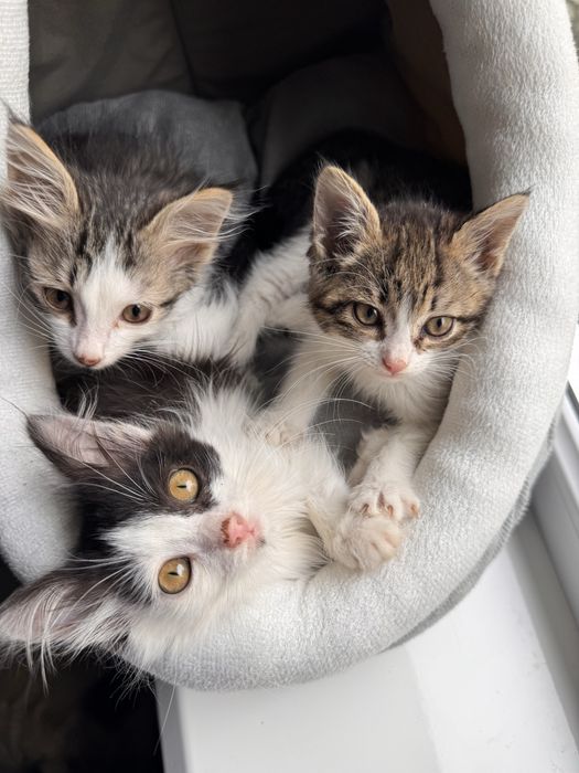 Котята в добрые руки, бесплатно