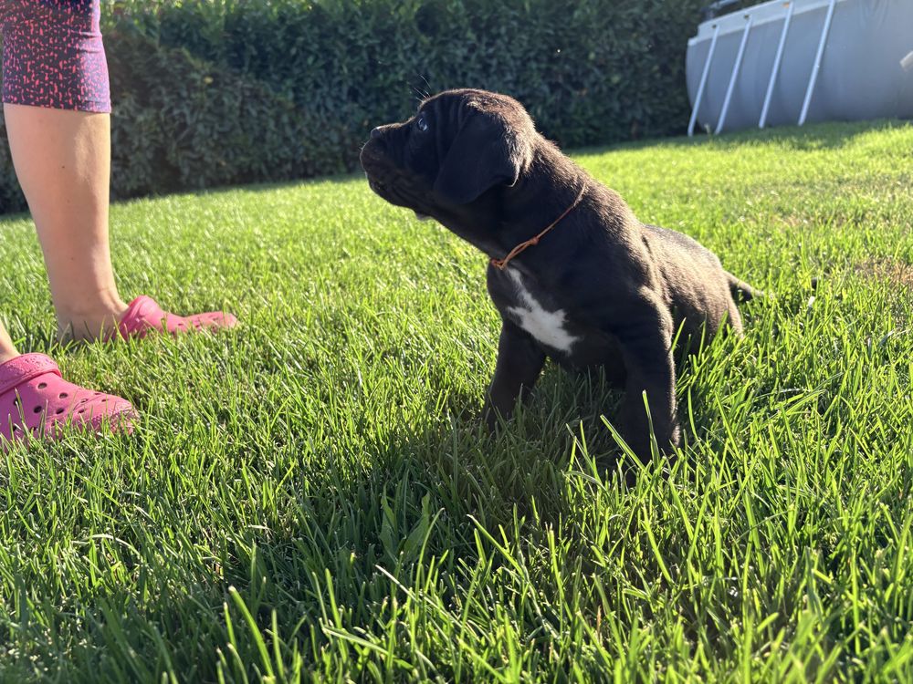 Pui Cane Corso 7 saptamani femela
