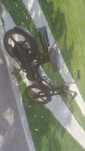 Moped piagio bravo