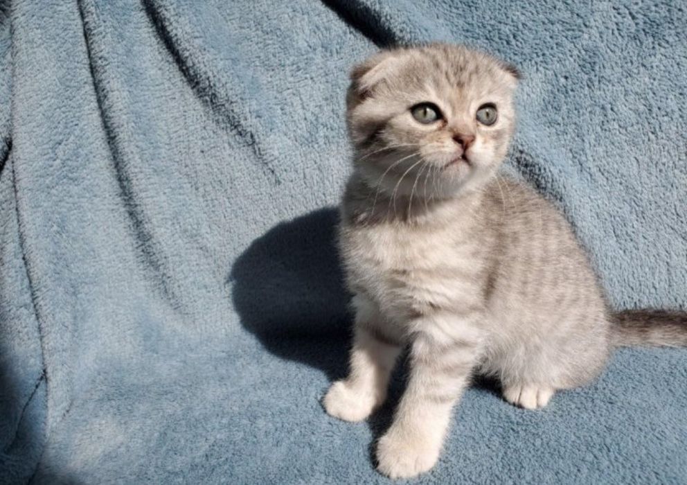 Шотландские котята