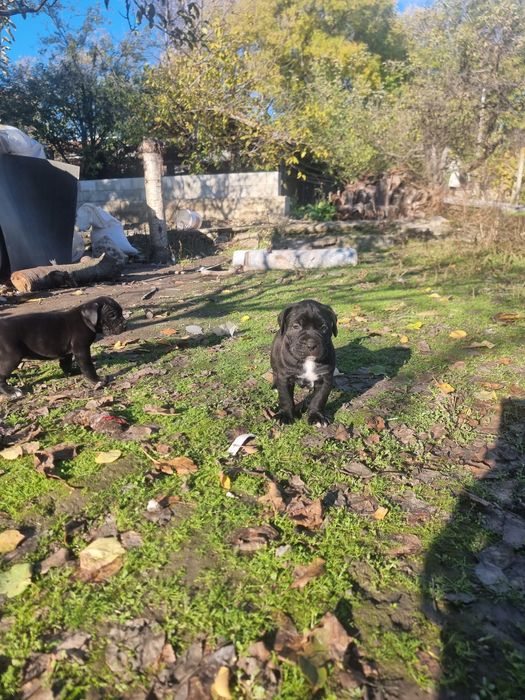 Продават се кученца кане корсо