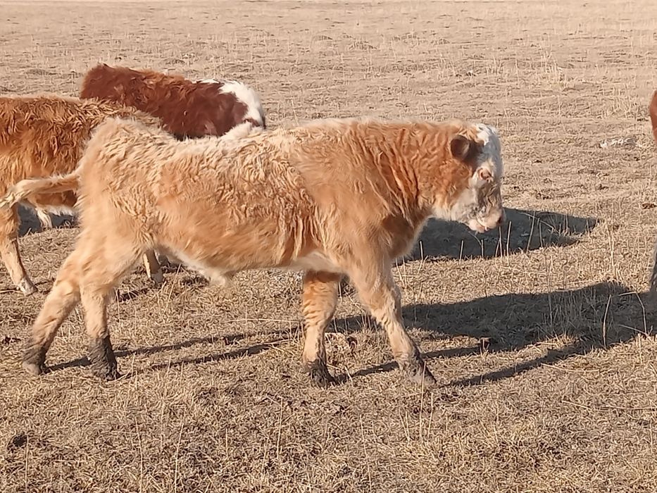 Еркек подсостар сатылады