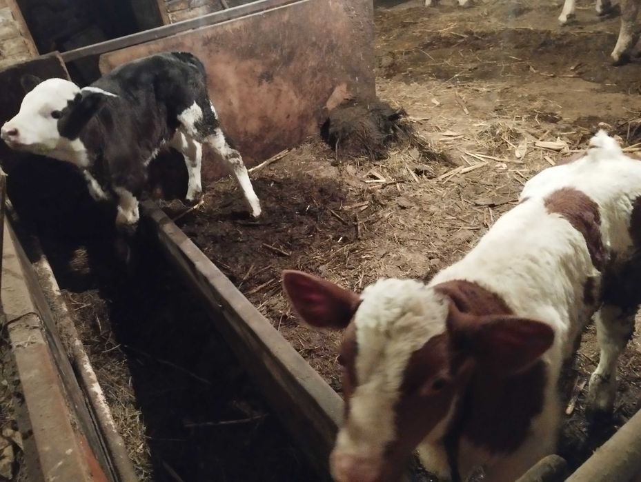 vind vitei de pus la vaca