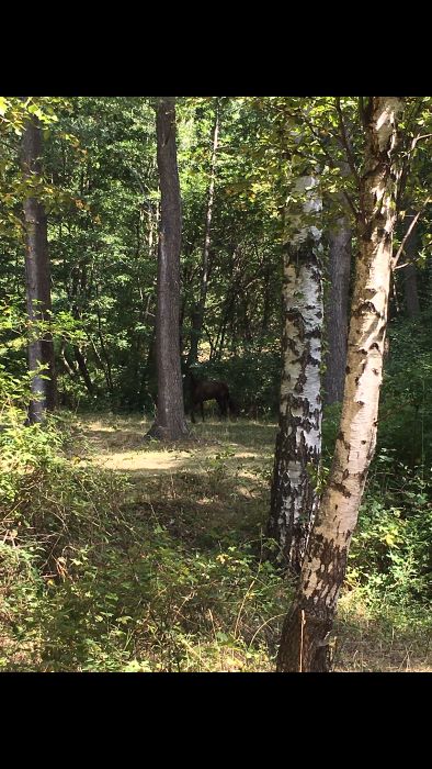 Земя - гори, село Антон, до стадион, на Подбалканският път