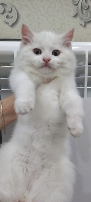 Продаются породистые котята