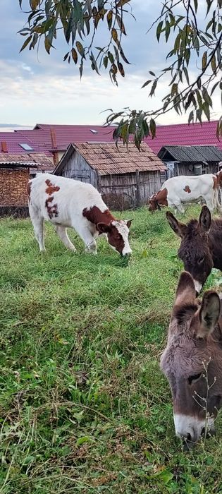 Juninca baltata romaneasca