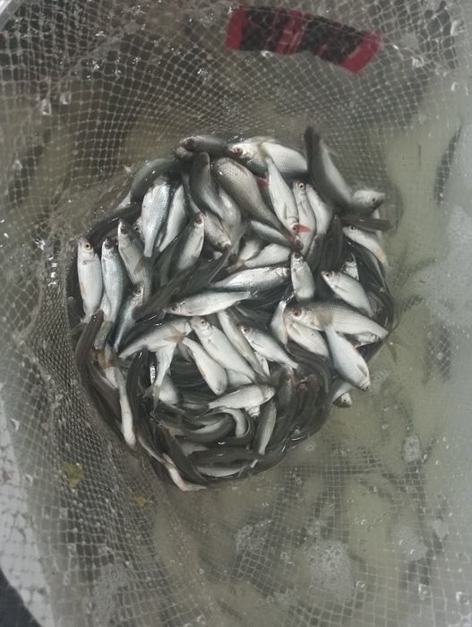 Живец плотва хорошего размера для ловли хищника в наличии и на заказ .