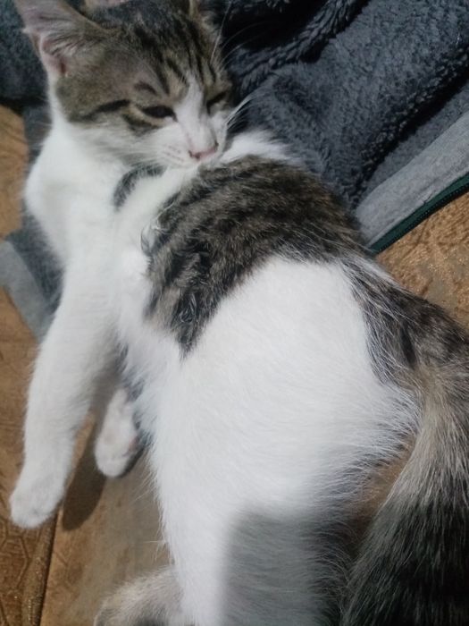 Отдам даром добрым любящим людям