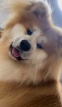 Sotiladi akita inu dilini shersni